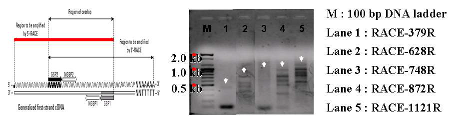 포지션별 universal primers를 이용한 5'-RACE PCR 결과