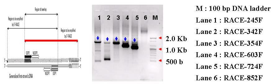 포지션별 universal primers를 이용한 3'-RACE PCR 결과