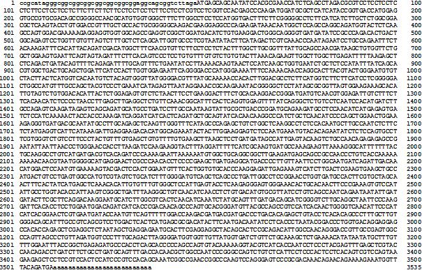 Sequence of cardiac BKCa cDNA