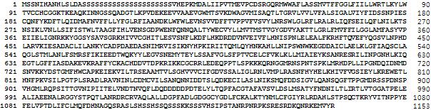 Sequence of cardiac BKCa amino acid