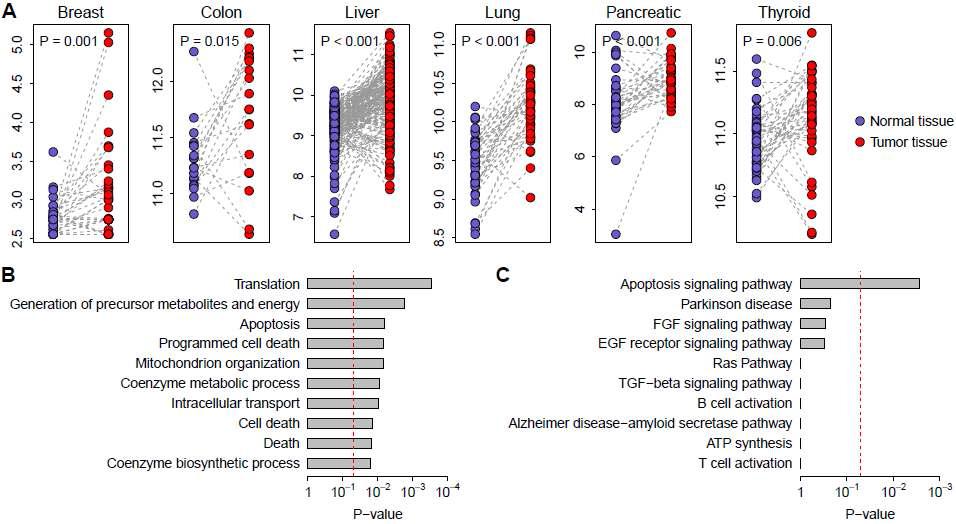 VDAC1 and its interacting genes