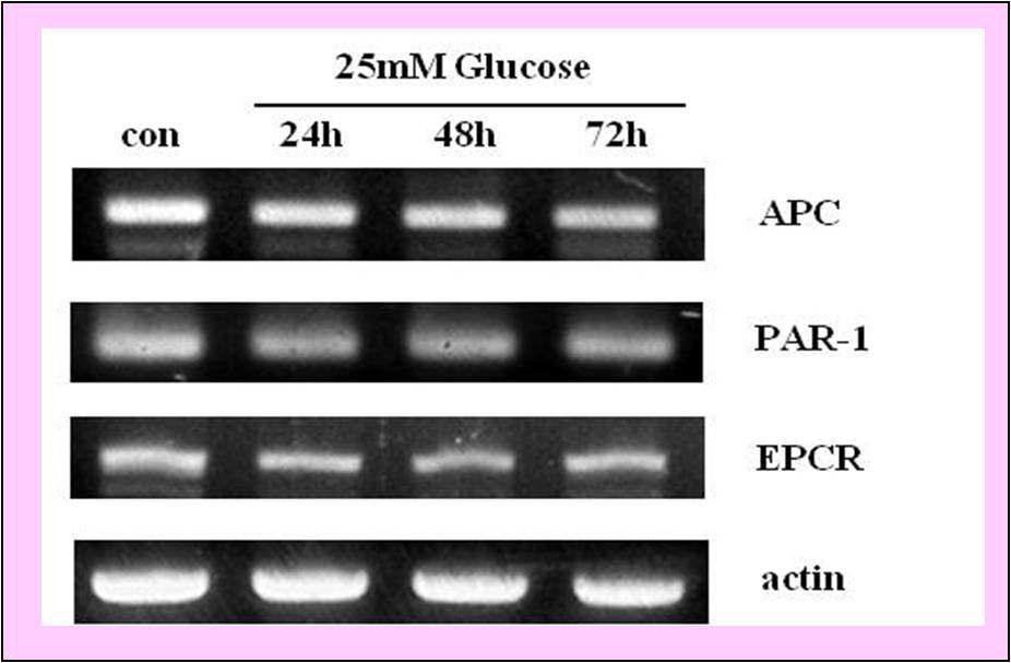 Mesangial cell에서 고포도당에 의한 APC system의 유전자 발현 변화
