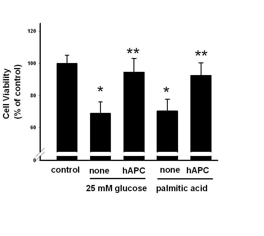mesangial cell에서 hAPC에 의한 고포도당 및 palmitic acid에 의한 세포 사멸 차단효과