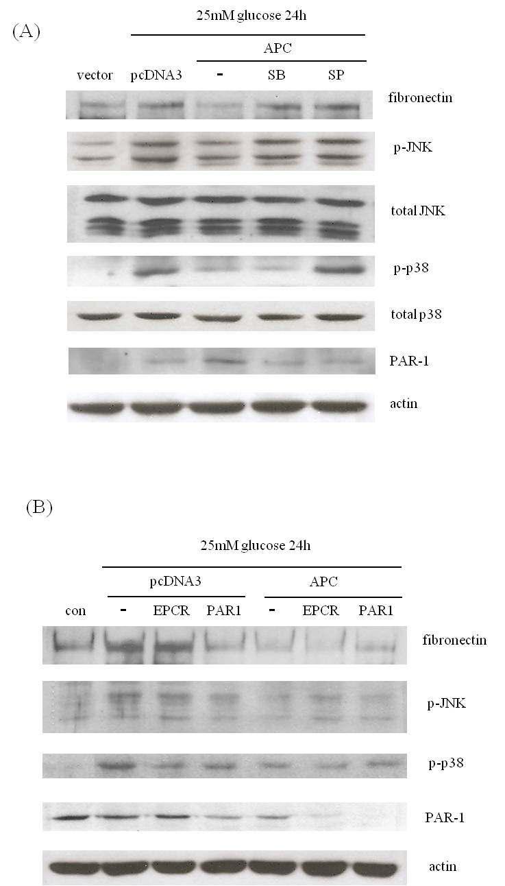 Podocyte에서 고포도당에 의한 fibronectin, JNK, p38 MAPK 활성화에 대한 EPCR 및 PAR 1항체의 차단효과