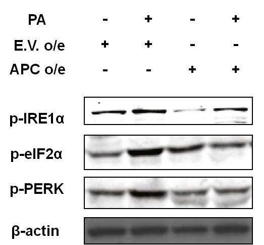 Proximal tubule에서 PA에 의한 ER stress 관련 단백질 증가에 대한 APC 유전자 과다발현에 의한 차단효과