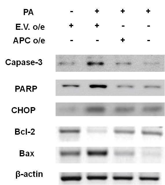 Proximal tubule에서 PA에 의한 세포 사멸 관련 단백질 변화에 대한 APC 유전자 과다발현에 의한 차단효과