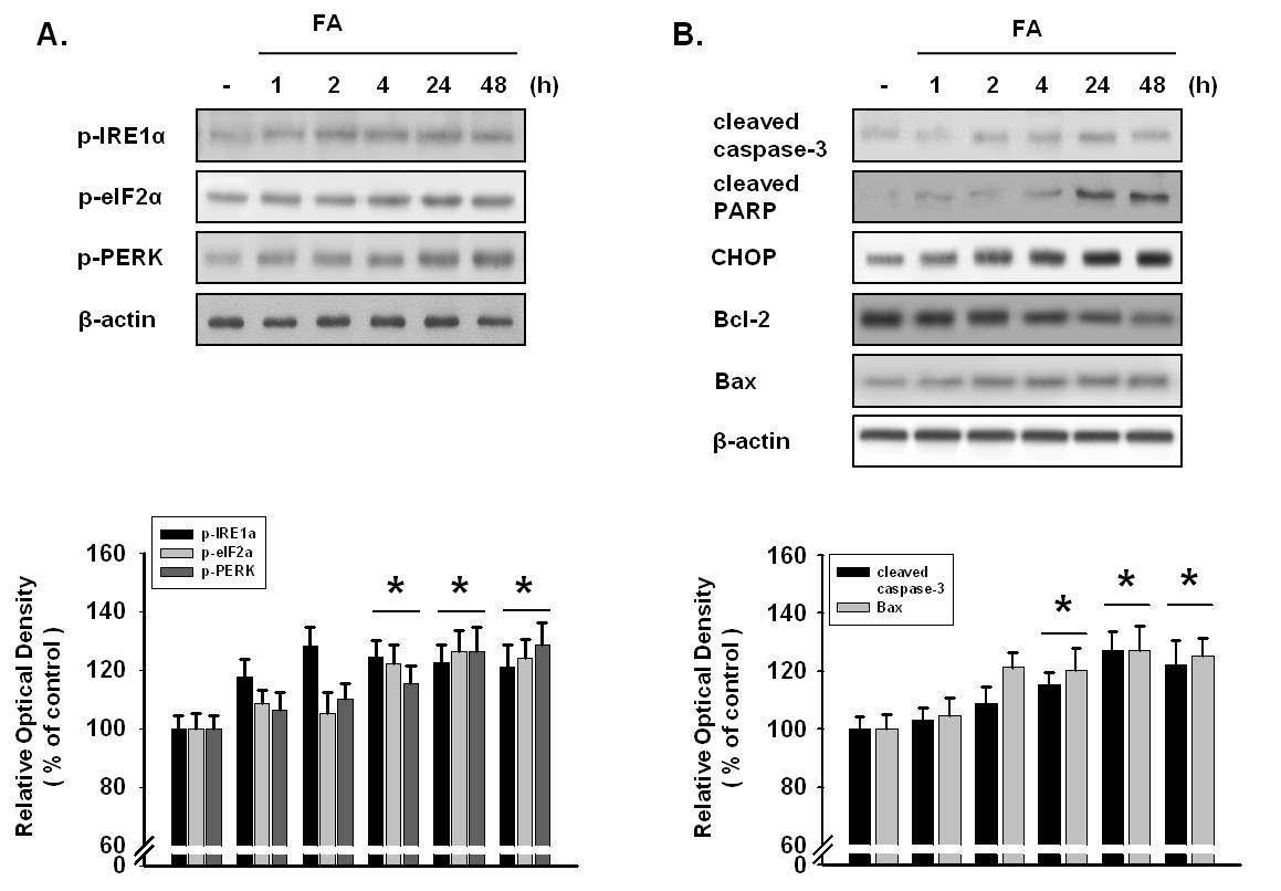 FA에 의한 ER stres 관련 단백질 및 세포 사멸 관련 단백질 발현에 대한 효과