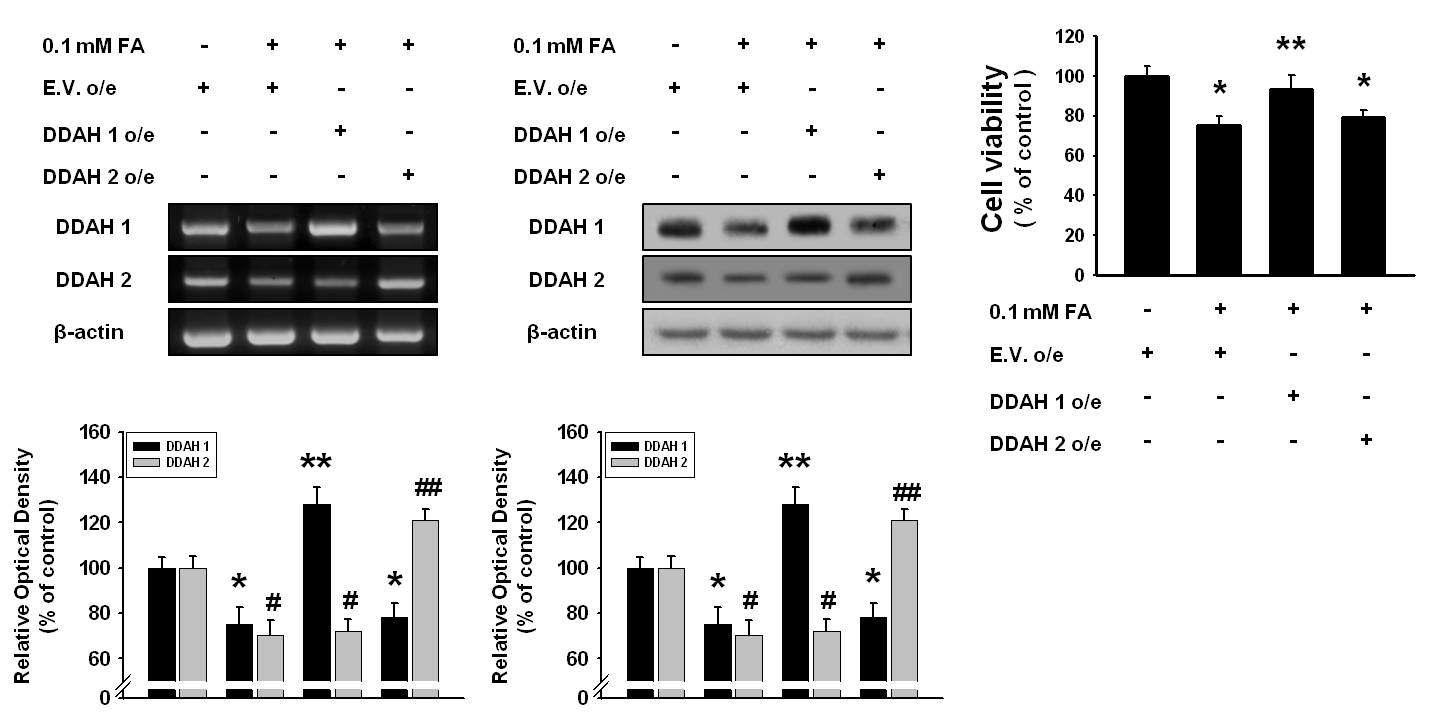 DDAH1 및 DDAH2 overexpression 시 FA에 의한 DDAH 발현 및 세포 사멸효과 차단작용