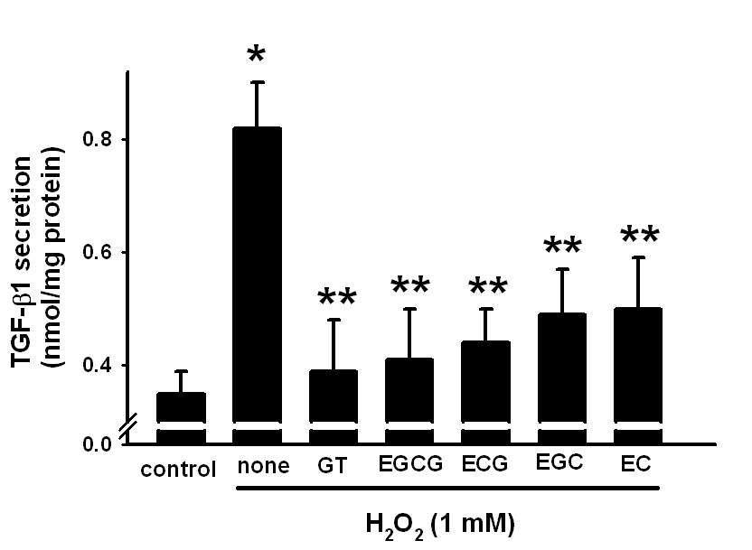 Mesangial cell에서 GT 및 catechin 유도체에 대한 산화성 스트레스에 의한 TGF-beta1 분비 차단작용