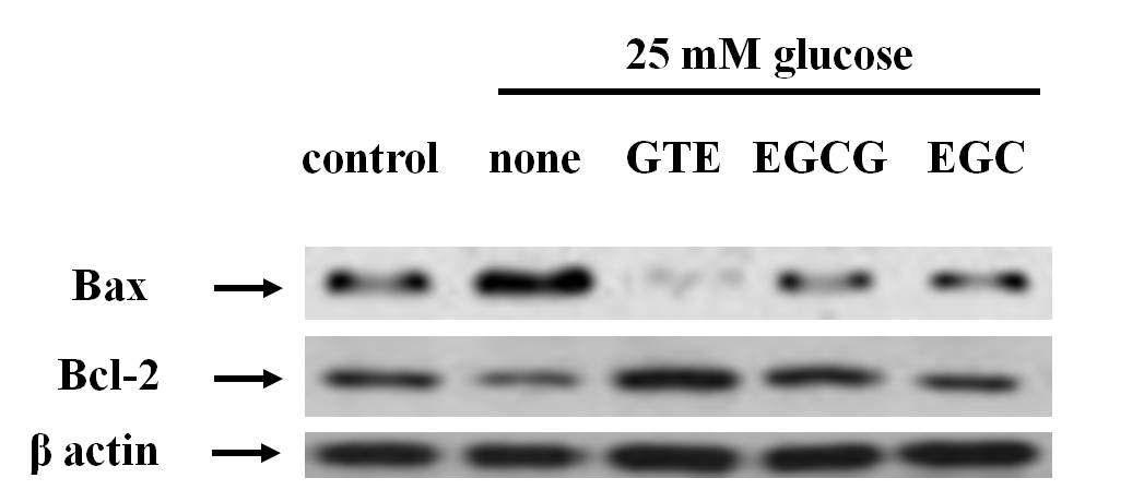 PC12l cell에서 GT 및 catechin 유도체에 대한 고포도당에 의한 세포 사멸 관련 단백질 발현 변화