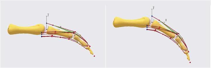 ANYBODY를 이용한 손가락의 simulation 모델링