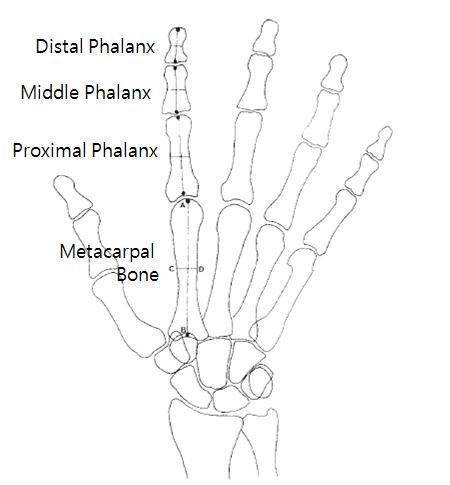 손의 해부학적 구조