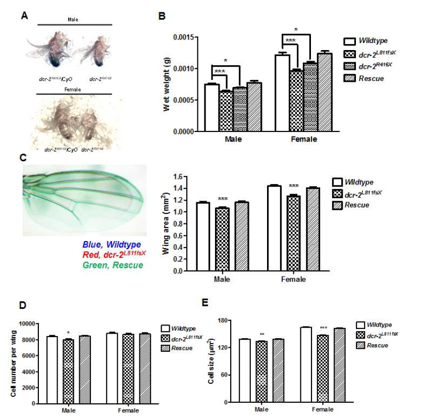 endo-siRNA 생성 결핍 dcr-2 돌연변이 초파리의 성장 억제.