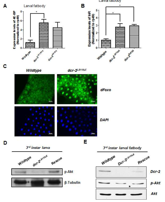 dcr-2 돌연변이 larval fatbody에서의 insulin signaling 변화 조사