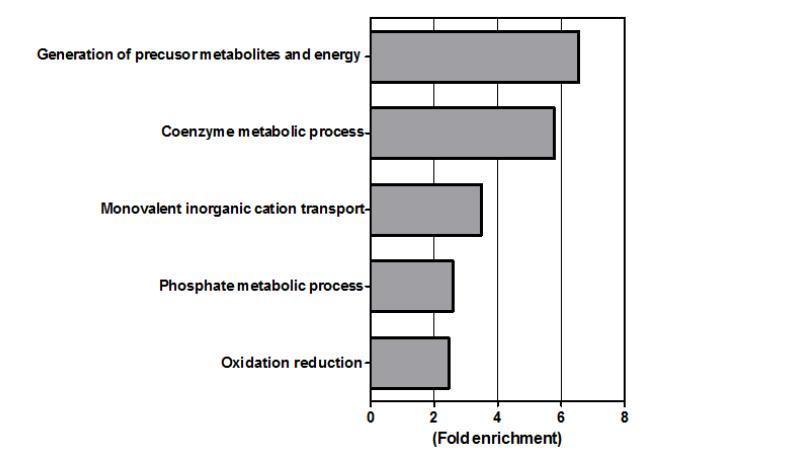 Biological process에 따른 endo-siRNA 후보 target 유전자의 functional enrichment 분석. (P<0.05, 최소 5 유전자 포함)