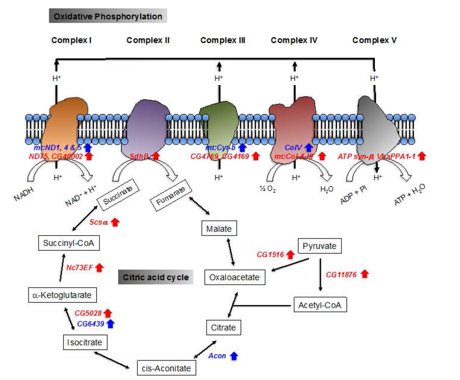 Oxidative phosphorylation과 citric acid cycle에 관여하는 유전자의 dcr-2 돌연변이에서의 발현 변화.