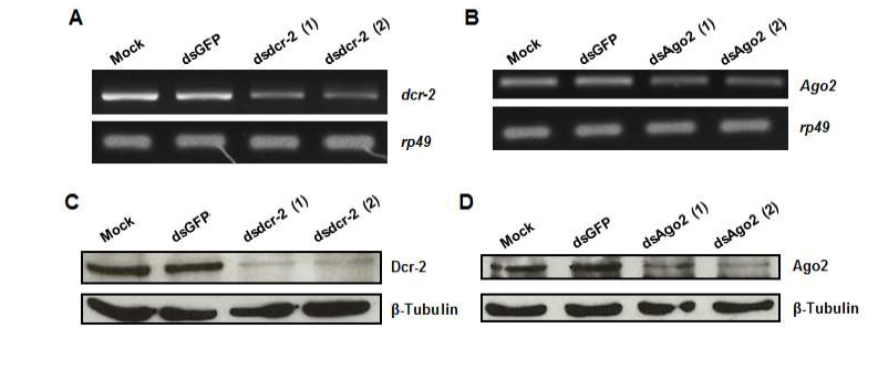 초파리 S2 cell에서 dcr-2와 Ago2의 knock-down