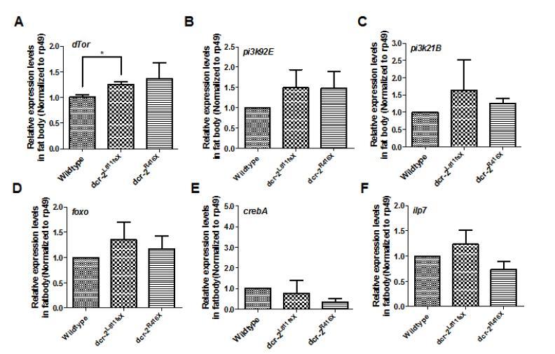 endo-siRNA와 match되는 insulin signaling 관련 유전자들의 발현 조사