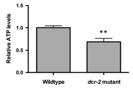 dcr-2 mutant에서의 ATP 수준 분석