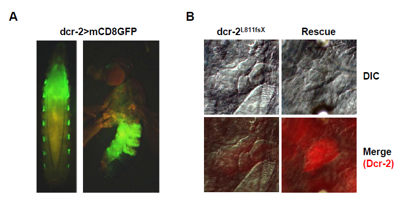 Oenocyte에서의 Dcr-2의 발현
