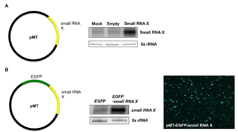 초파리 S2 cell에서의 small RNA X의 과발현