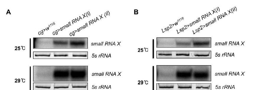 Fatbody에서의 small RNA X의 과발현 확인