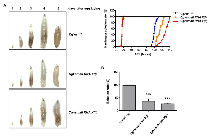 small RNA X의 과발현에 의한 developmental defect