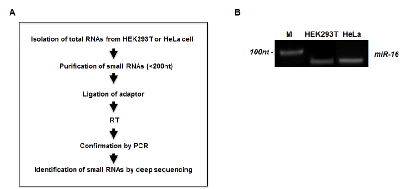HeLa cell과 HEK293T cell에서의 small RNA의 deep sequencing