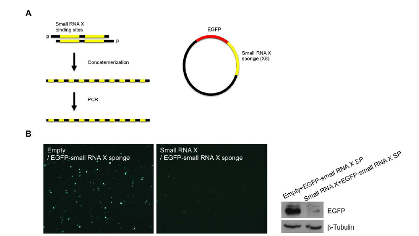 Small RNA X의 활성 억제를 위한 sponge의 제작과 기능 확인