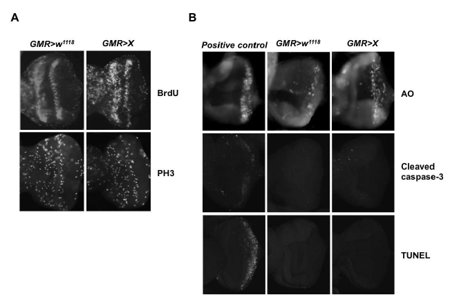 Larval eye disc에서의 small RNA X의 과발현에 의한 세포 주기 변화 및 세포 사멸측정