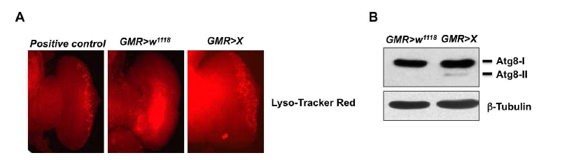 Larval eye disc에서의 small RNA X의 과발현에 의한 autophagy 유도 측정