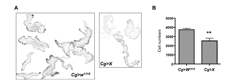 Fatbody에서 small RNA X의 과발현에 따른 fatbody 구성 세포의 수 변화 측정