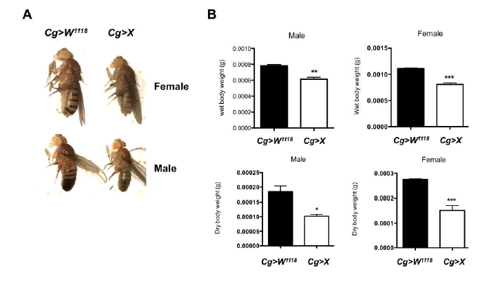 Fatbody에서 small RNA X의 과발현에 따른 adult fly의 크기 및 무게 비교