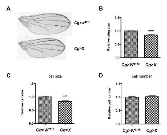 Fatbody에서 small RNA X의 과발현에 따른 adult fly wing의 세포 크기 및 수 분석