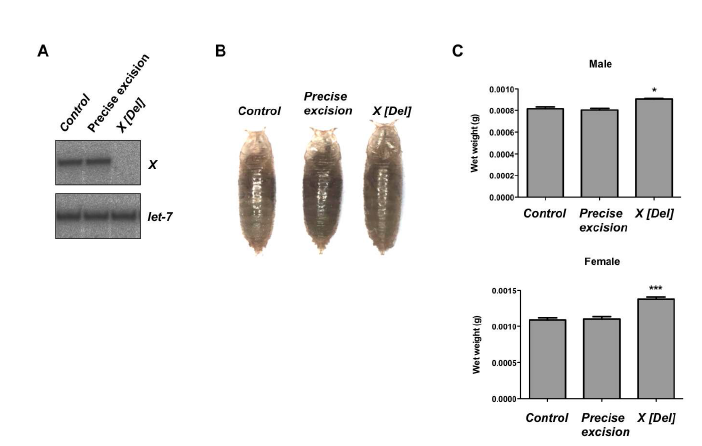 Small RNA X 결손 돌연변이 제작 및 표현형 분석