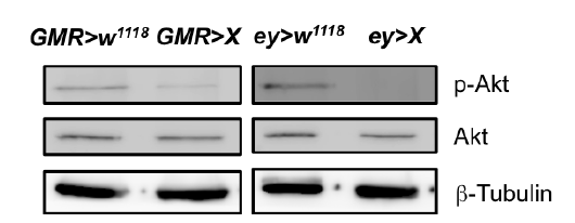 Small RNA X 과발현 초파리 눈에서의 Akt 신호전달 과정의 활성 분석