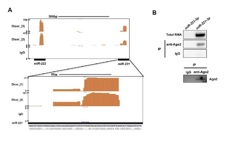 Dicer에 결합된 miRNA의 검증