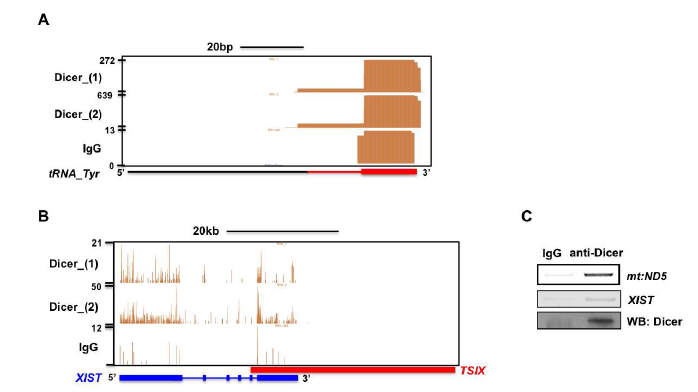 Dicer에 결합된 tRNA 및 long non coding RNA의 검증