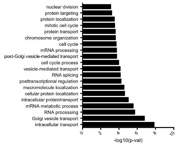 Dicer와 결합하는 RNA 중에서 단백질 암호화 유전자 유래 RNA의 GO term에 기인한 biological process 분석.