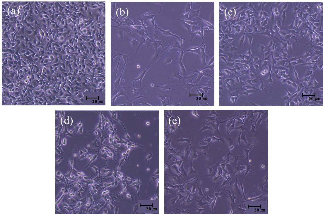 The morphological changes induced by co-treatment doxorubicin and HFCM in B16F10 cells