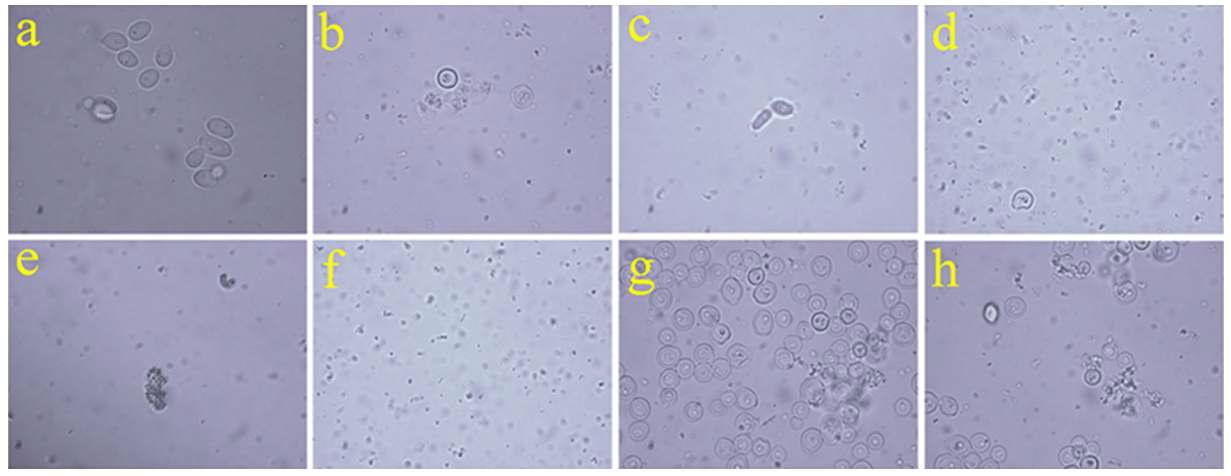 Synergistic effect of thermal stress and cell wall hydrolyzing enzymes on yeast cell morphology after: (a) (1h), (b) (2h), (c) (3h), (d) (4h), (e) (5h), (f) (6h) and (g) (7 h). After 5 h, 3% solid sediments that were mostly dominated by yeast cells were added.