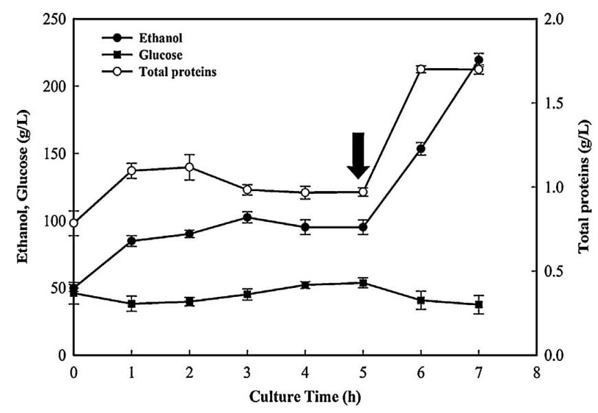 Illustration of the total protein and glucose concentration in WBFB supernatant before and during fermentation, and the bio-ethanol production profile in one-pot consecutive batches under 50rpm using 850mL of WBFB supernatant as the first phase in an 850mL double jacketed jar fermenter at 67℃, followed by a second phase of cultivation at 67℃ with 3% WBFB solid residue. The arrow indicates the second phase of fermentation and error bars indicate the standard deviation from triplicate values.