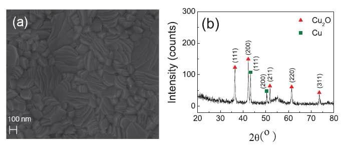 800 C, 20 초 RTA 진공 열처리를 통해 형성된 copper oxide 박막의 (a) SEM image와 (b) XRD pattern.