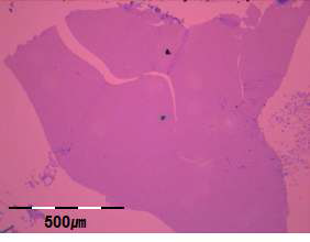 합성된 그래핀을 SiO₂/Si wafer위에 전사 하였을 때의 Optical Microscopy image