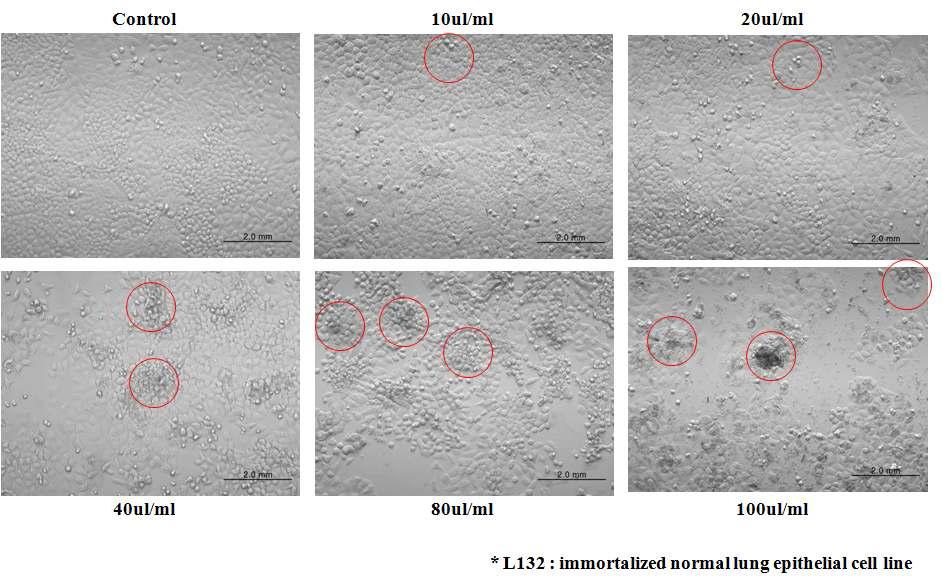 small particle (~5μM) 그래핀 처리 L132 세포주