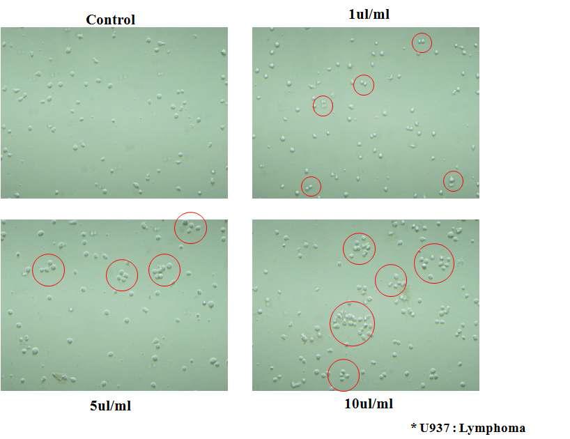 small particle (~5μM)의 그래핀을 처리한 U937 세포의 변화