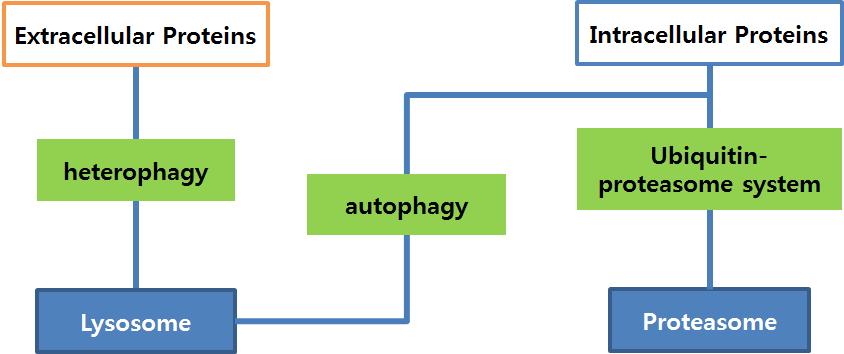 세포내 단백 분해와 자가포식작용의 관계 모식도