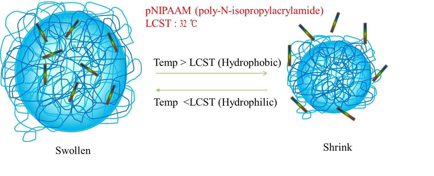 PNIPAM based nanogel의 LCST거동에 따른 부피변화 모식도.