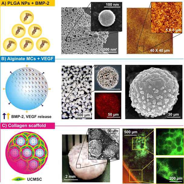 PLGA나노입자의 제조 및 형태학적 분석(A)과 알지네이트 마이크로캡슐내 PLGA의 분산과 표면특성 분석(B) 그리고, 콜라젠젤내 담지된 마이크로캡슐과 UC-MSC와의 세포거동을 평가(C).