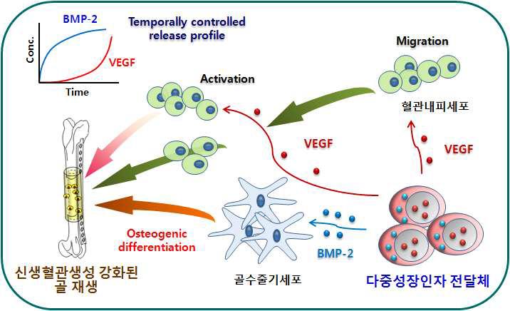 골수줄기세포와 혈관내피세포의 동시 자극이 가능한 다중성장인자 전달체를 활용한 신생혈관이 풍부한 골 재생(angiogenic bone regeneration) 개념도.